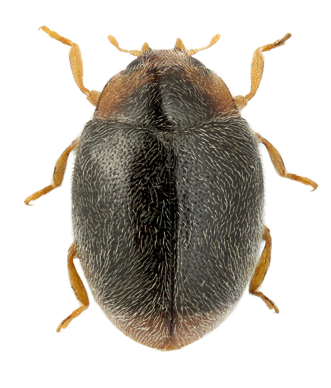 Scymnus haemorrhoidalis Hbst.