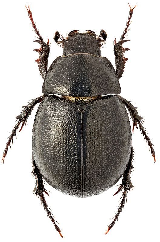 Seleucosorus punctatissimus (Reiche)