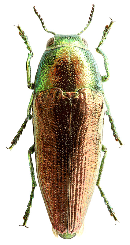 Sphenoptera (Chrysoblemma) ignita (Reitter, 1895)
