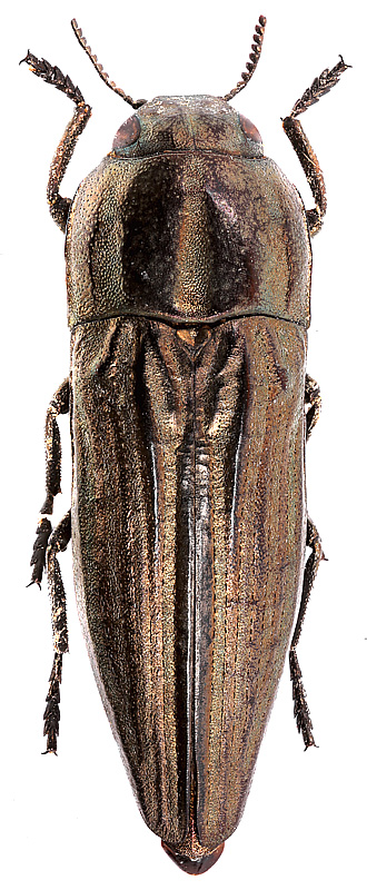 Sphenoptera_lapidaria