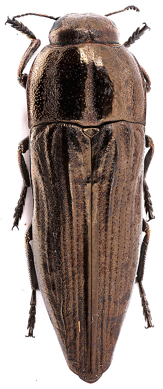 Sphenoptera_lapidaria_
