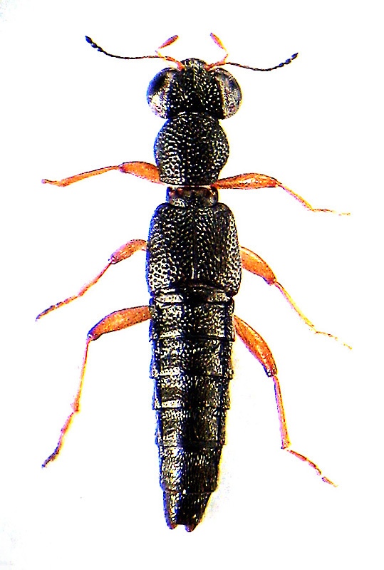 Stenus (Parastenus) ludyi Fauvel, 1886 ♂ - det. I.A.Zabaluev