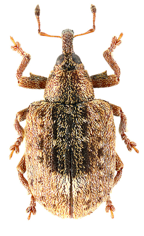 Stereonychus fraxini Dej.
