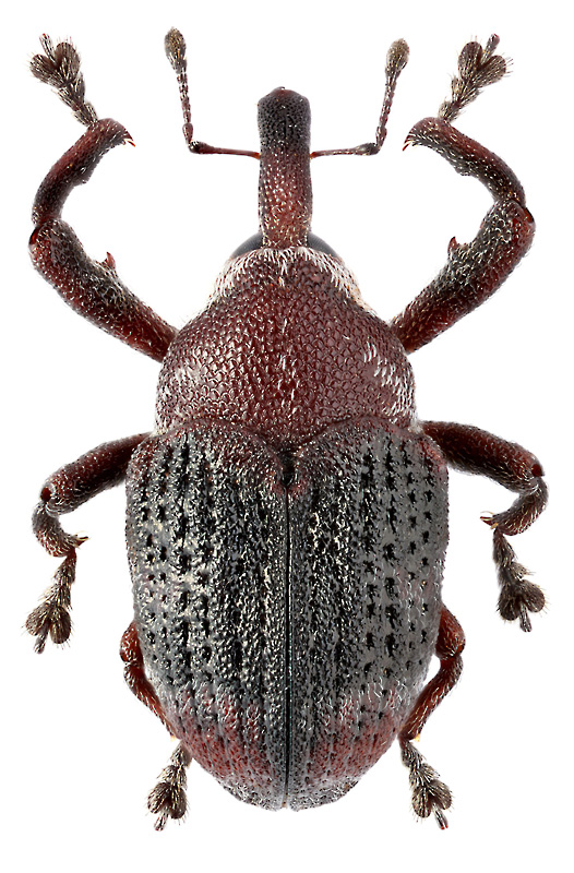 Neomecyslobus nigrofasciatus Kono