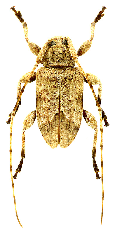 Styloleptus laticollis (Fisher, 1925)</b> - det. M. Smirnov