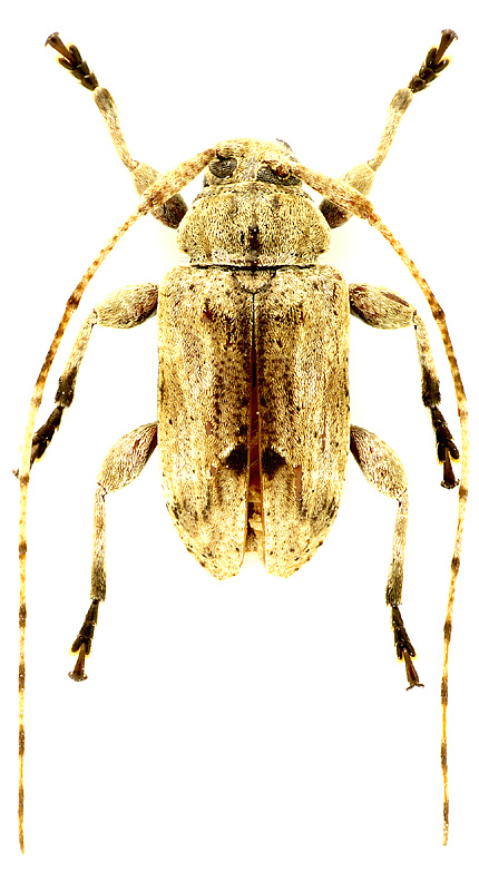 Styloleptus laticollis (Fisher, 1925)</b> - det. M. Smirnov