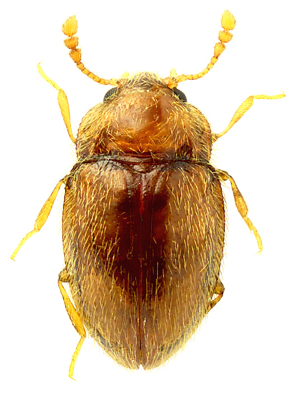 Symbiotes gibberosus (Lucas, 1846)