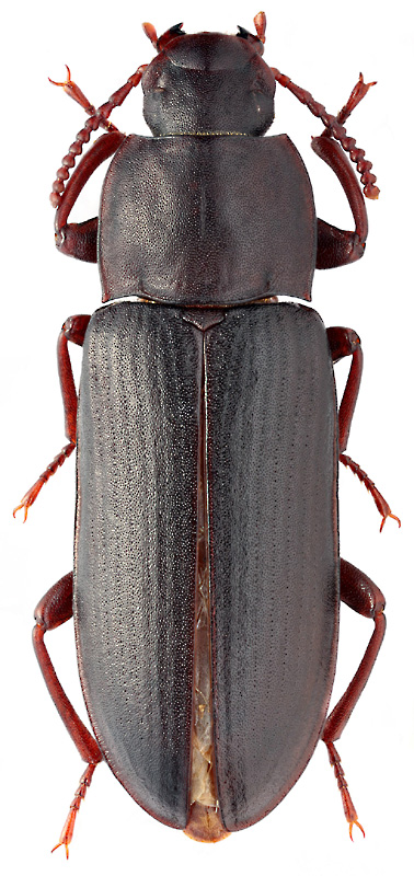 Tenebrio angustus Zoufal