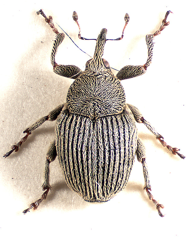 Thamiocolus comptus Colonnelli, 1997