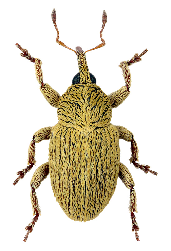 Tychius aureolis