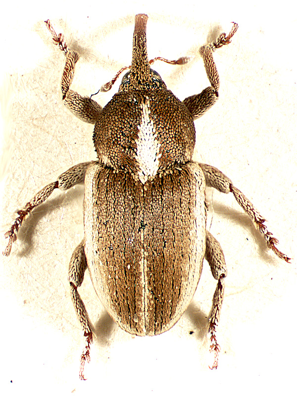 Tychius molestus Faust, 1891