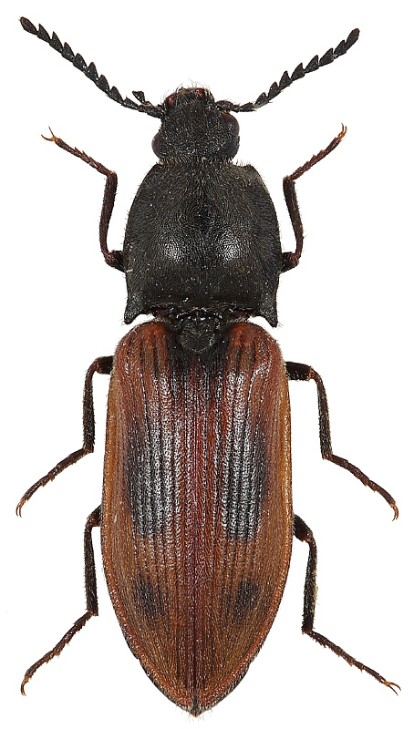 Anostirus boeberi