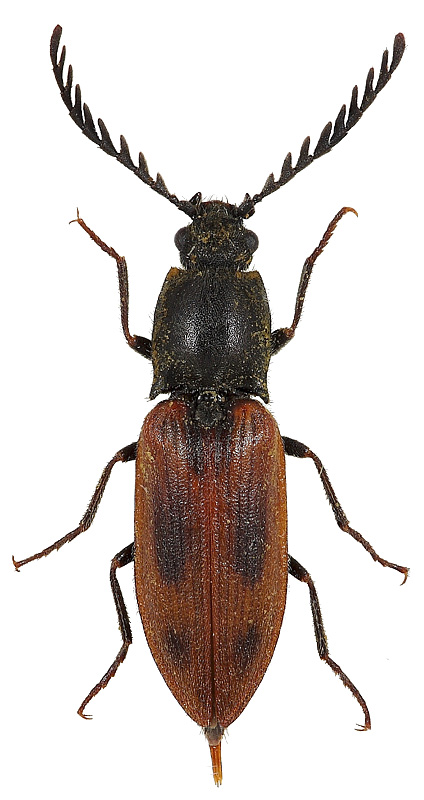 Anostirus boeberi