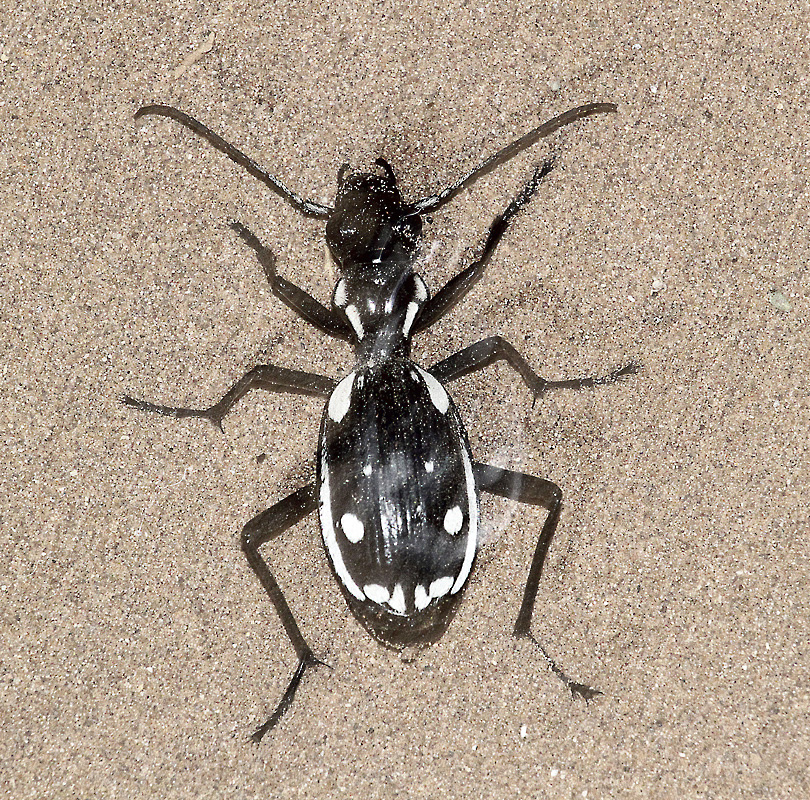 Anthia sexmaculata