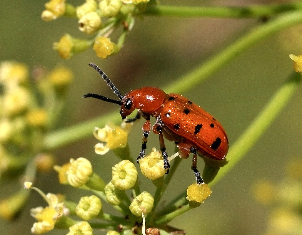   Crioceris duodecimpunctata (Linnaeus, 1758)