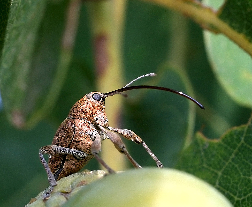 Curculio glandium