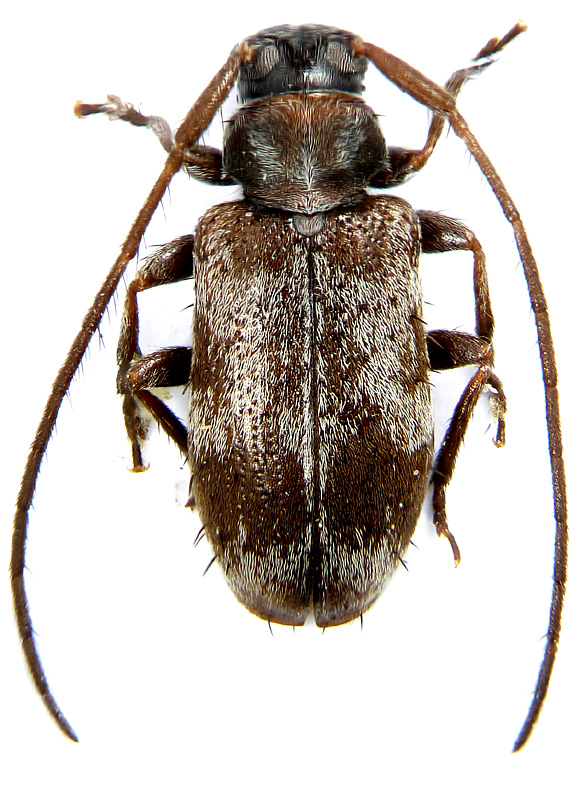 Exocentrus conjugatofasciatus  