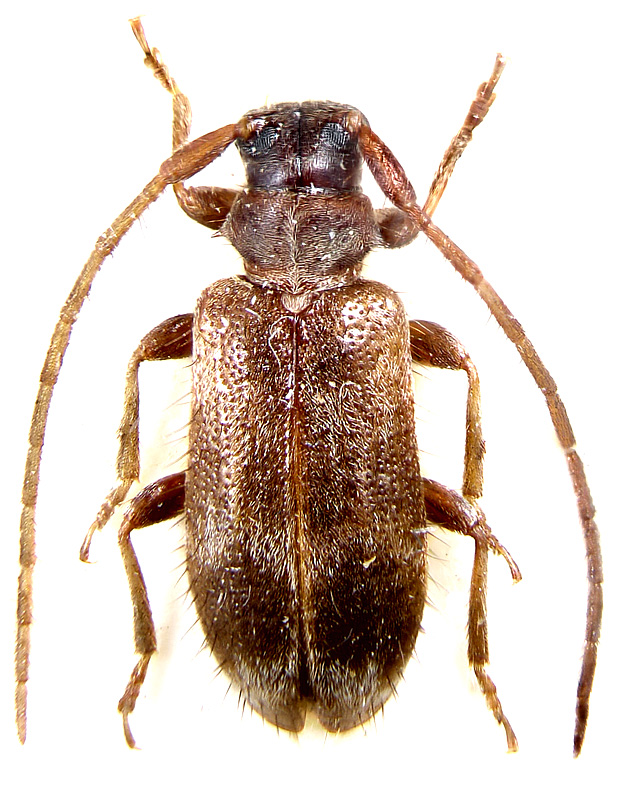 Exocentrus testudineus