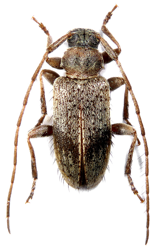 Exocentrus pseudopunctipennis 