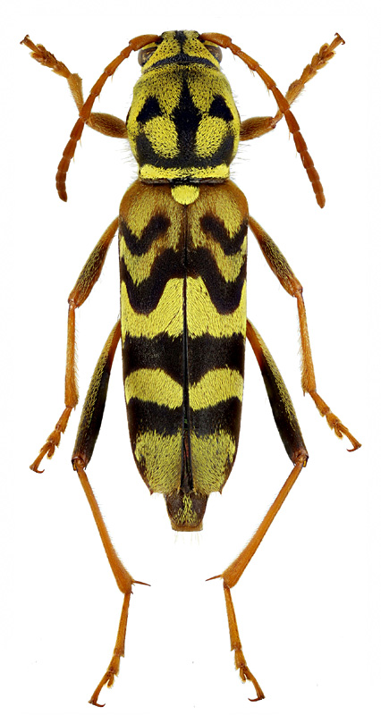 Xylotrechus polyzonus Fairm., 1888