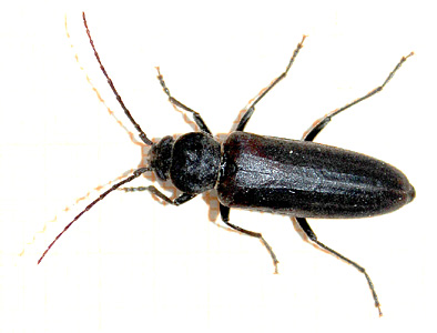 Arhopalus ferus Mulsant