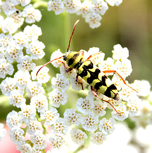 Echinocerus floralis Pallas