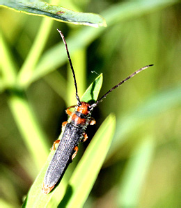 Oberea erythrocephala Schrank