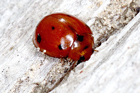 Exochomus octosignatus (Gebler, 1830)