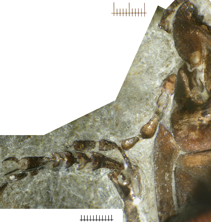 12LGA2850_tarsal_claws_fore_leg_F
