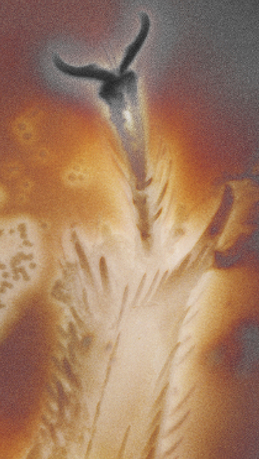 13 metatarsus_exp_4_3_15A1_ser010_F