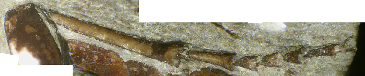 14LGA2850-tarsal_claws_hind_leg_F