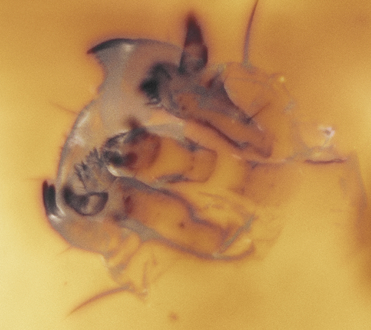 14_larva2_exp_4_3_15A1_ser018