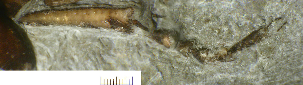 15LGA2850_tarsal_claws_mid_leg_F