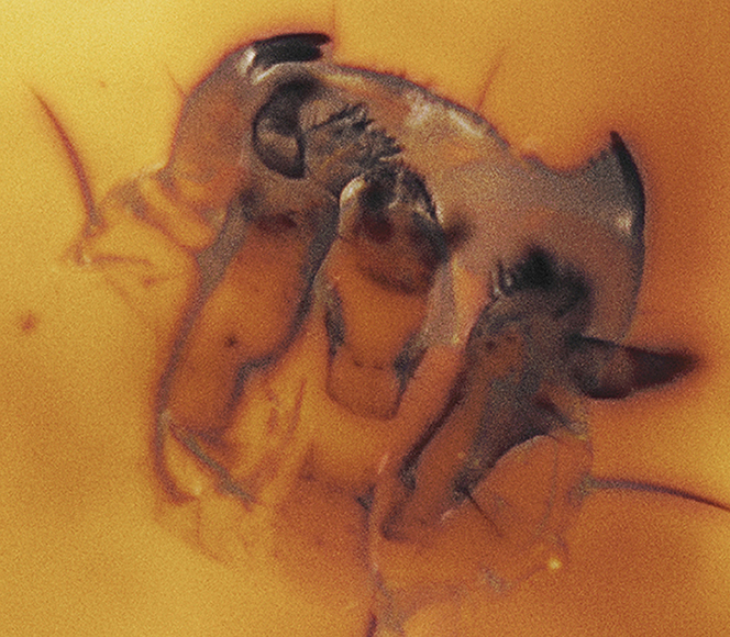 15_larva2_exp_4_3_15A1_ser018_F