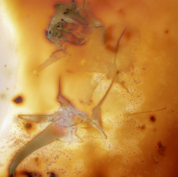 16_larva1_exp_4_3_15A1_ser014