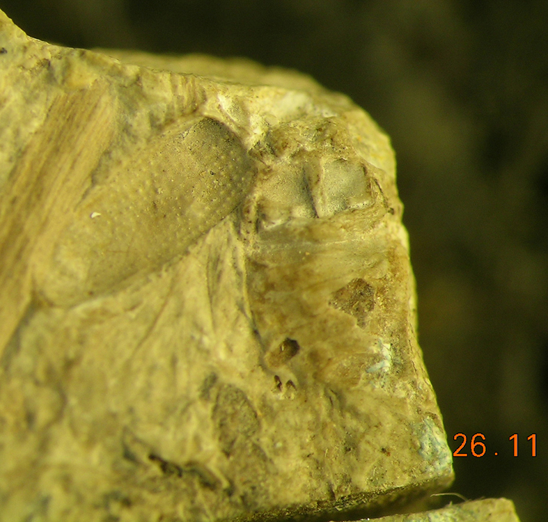 1_25763Pl_robustus