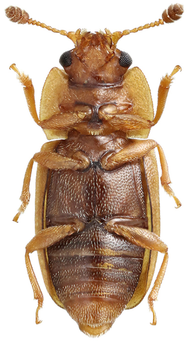 1_Edolosa_male_d