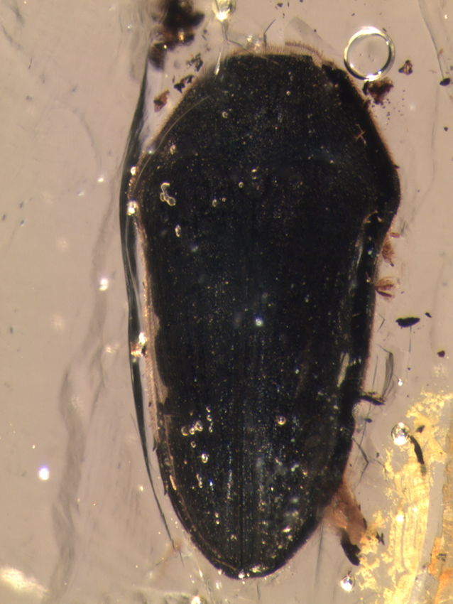 1_ThrTAR_165C_dorsal