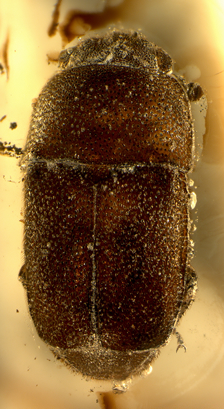 1_niti_28015_dorsal