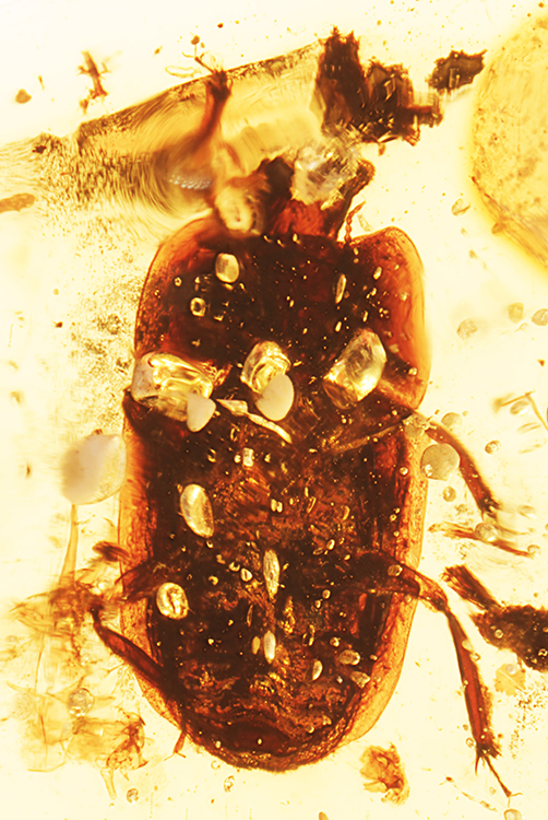 2_Burnit11022ventralF