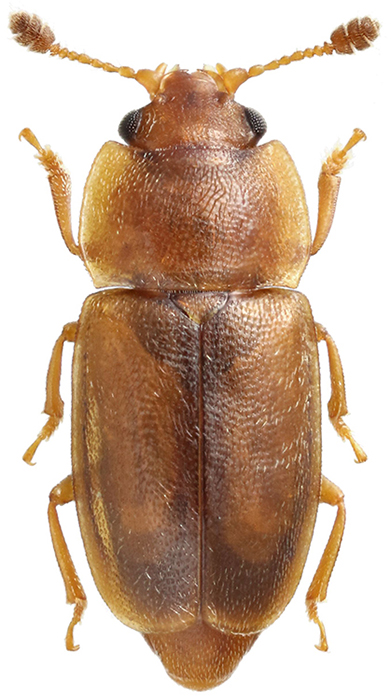 2_Edolosa_male_v
