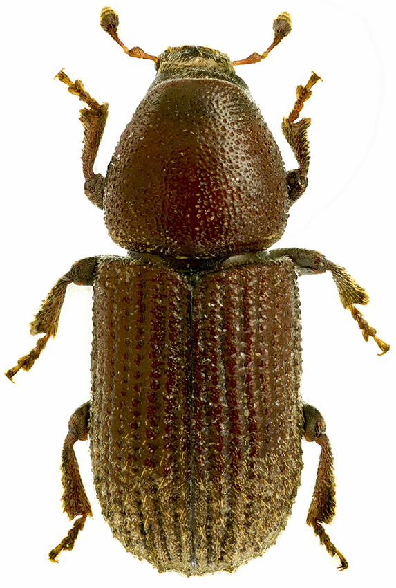 2_Hylurgops_interstitialis