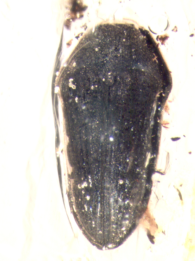 2_ThrTAR_165C_dorsal