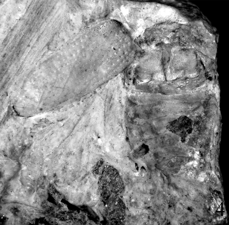 2_robustus