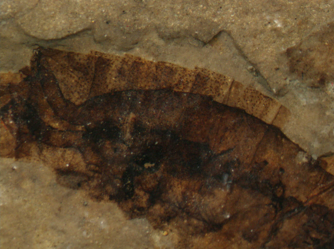 3_CNU2009015_spiracles