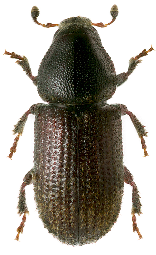 3_Hylurgops_longipillus