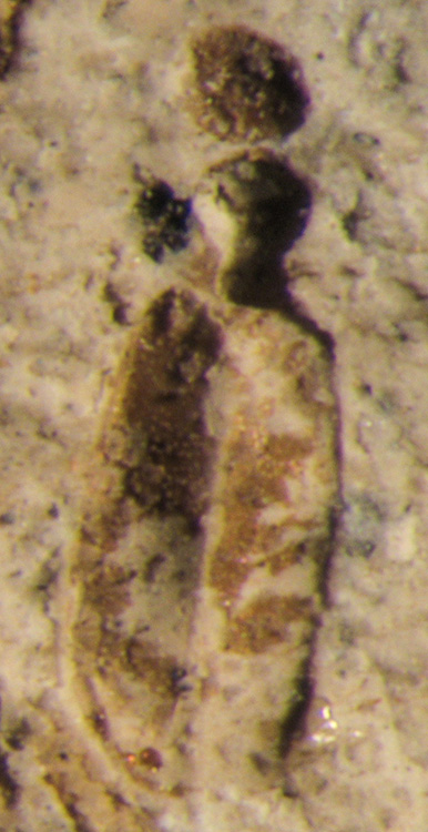 4_10259_Anthicidae