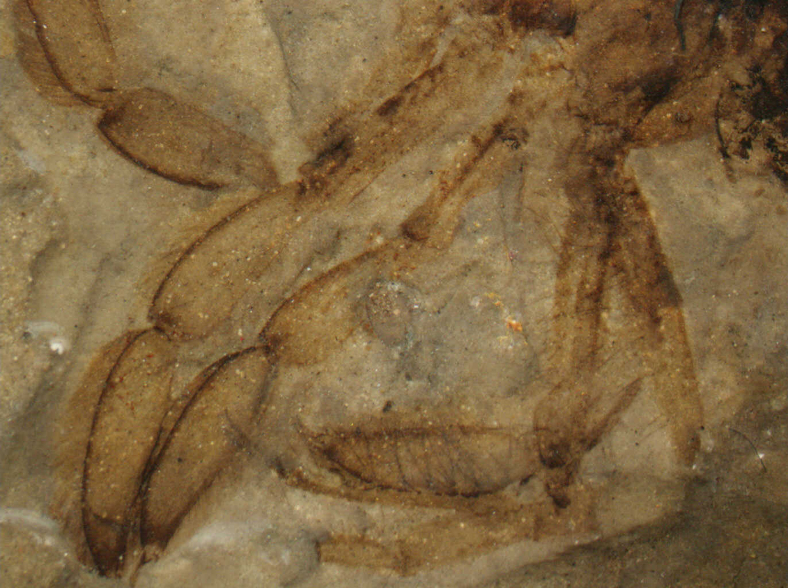 4_CNU2009015_legs