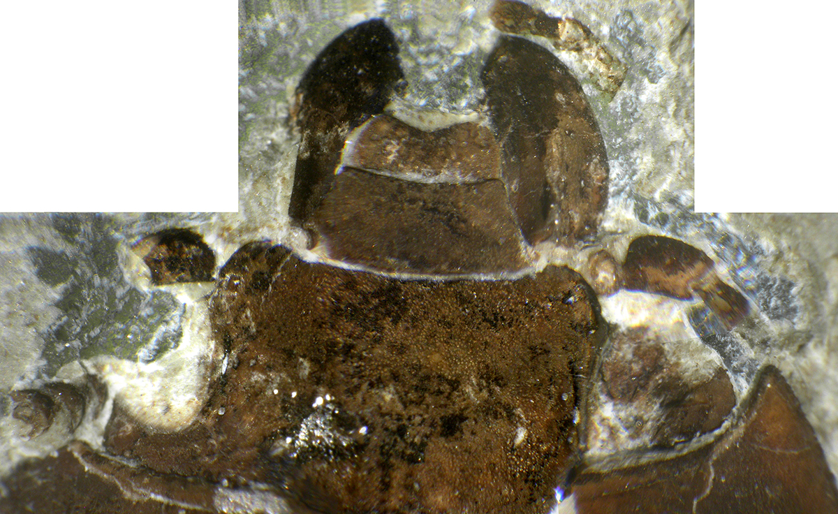 5LGA2850_head_dorsal_F