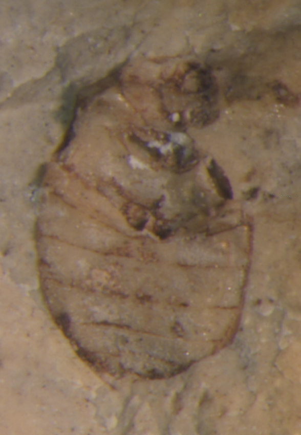 5_10161res